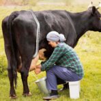 CG Heavy-Duty Adjustable Cow Anti-Kick Bar – Secure Livestock Restraint for Safe Milking and Veterinary Care | Durable and Rust Resistant - Image 3