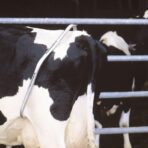 CG Heavy-Duty Adjustable Cow Anti-Kick Bar – Secure Livestock Restraint for Safe Milking and Veterinary Care | Durable and Rust Resistant - Image 5
